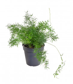 Chřest hustokvětý, Asparagus sprengerii, průměr květináče 12 cm