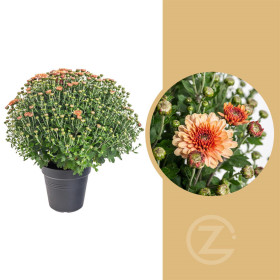 Chryzantéma, Chrysanthemum, kompaktní rostlina 30 - 35 cm, oranžová