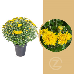 Chryzantéma, Chrysanthemum, kompaktní rostlina 30 - 35 cm, žlutá
