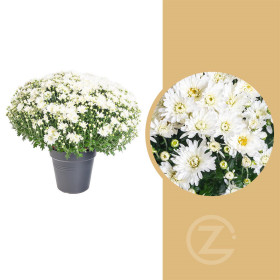 Chryzantéma, Chrysanthemum, kompaktní rostlina 40 - 45 cm, bílá