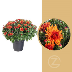 Chryzantéma, Chrysanthemum, kompaktní rostlina 40 - 45 cm, cihlová