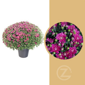 Chryzantéma, Chrysanthemum, kompaktní rostlina 40 - 45 cm, fialová