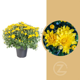 Chryzantéma, Chrysanthemum, kompaktní rostlina 40 - 45 cm, žlutá