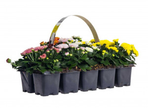 Chryzantéma, Chrysanthemum multiflora, balení 10 ks