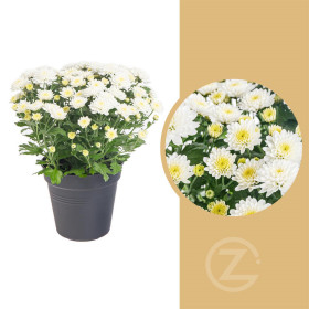 Chryzantéma, Chrysanthemum, průměr květináče 12 cm, bílá