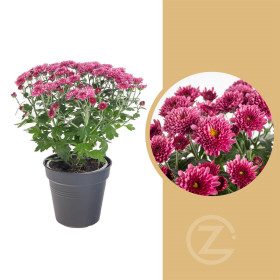 Chryzantéma, Chrysanthemum, průměr květináče 12 cm, fialová