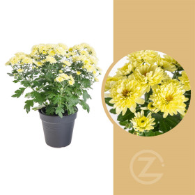 Chryzantéma, Chrysanthemum, průměr květináče 12 cm, žlutá