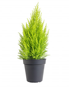 Cypřiš pokojový, Cupressus macrocarpa Goldcrest, vysoký 40 - 50 cm