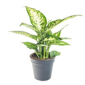 Difenbachie, Dieffenbachia Compacta, průměr květináče 10 - 12 cm