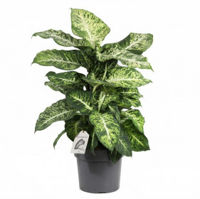 Difenbachie, Dieffenbachia Mars, průměr květináče 24 cm