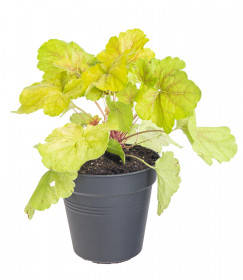Dlužicha, Heuchera Delta Dawn, žlutá, velikost kontejneru 2 l