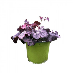 Dlužicha, Heuchera Forever Purple, fialová, velikost kontejneru 2 l