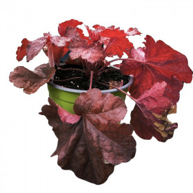 Dlužicha, Heuchera Forever Red, červená, velikost kontejneru 2 l