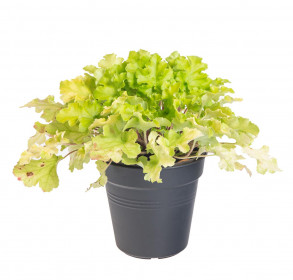 Dlužicha, Heuchera, zelená, velikost kontejneru 1.5 l