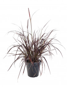 Dochan setý, Pennisetum setaceum Rubrum, velikost kontejneru 2 l