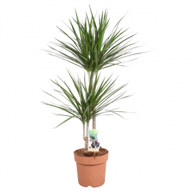 Dracaena marginata 20-30 P17