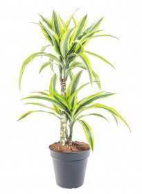 Dračinec citrusový, Dracaena Lemon Lime, 2 výhony, průměr květináče 17 cm