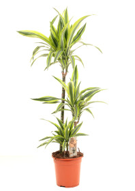Dračinec citrusový, Dracaena Lemon Lime, vícevýhonový, průměr květináče 20 cm