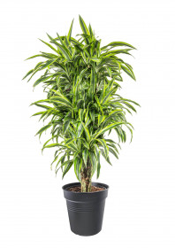 Dračinec citrusový, Dracaena Lemon Lime, vícevýhonový, průměr květináče 27 cm