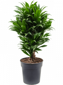 Dračinec compacta, Dracaena Janet Craig, vícevýhonový, průměr květináče 21 cm