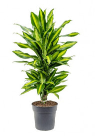 Dračinec, Dracaena Cintho, vícevýhonový, průměr květináče 21 cm