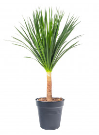 Dračinec dračí, Dracaena draco, průměr květináče 27 cm