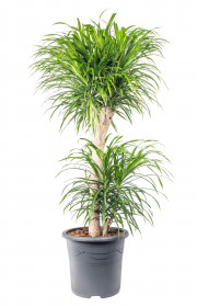 Dračinec reflexa, Dracaena Anita, dvoupatrová na kmínku, průměr květináče 32 cm