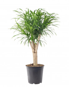 Dračinec reflexa, Dracaena Anita, větvená, průměr květináče 24 cm
