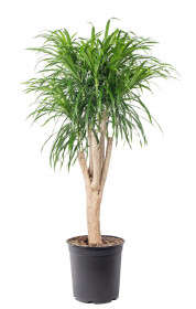 Dračinec reflexa, Dracaena Anita, větvená, průměr květináče 27 cm