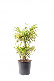 Dračinec reflexa, Dracaena Song of India, dvoupatrový, průměr květináče 24 cm