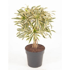 Dračinec reflexa, Dracaena Song of India, průměr květináče 17 cm