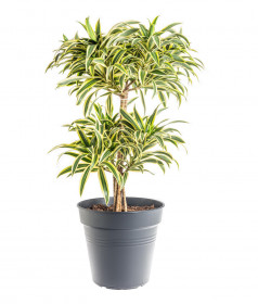 Dračinec reflexa, Dracaena Song of India, průměr květináče 24 cm