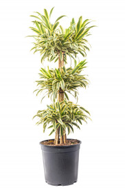 Dračinec reflexa, Dracaena Song of India, třípatrový, průměr květináče 27 cm