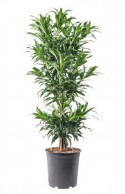 Dračinec reflexa, Dracaena Song of La Tigra, průměr květináče 27 cm
