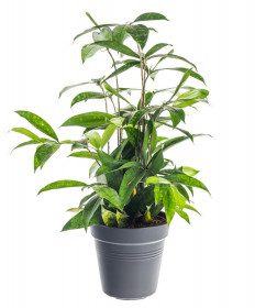 Dračinec šlahounovitý, Dracaena surculosa, průměr květináče 17 cm