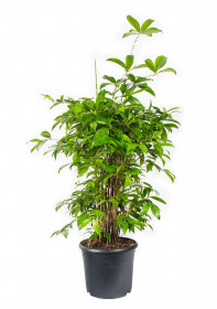 Dračinec šlahounovitý, Dracaena surculosa, průměr květináče 24 cm