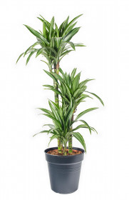 Dračinec vonný, Dracaena fragrans, 3 výhony, průměr květináče 21 cm