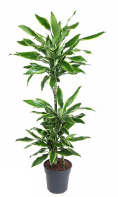 Dračinec vonný, Dracaena fragrans, Golden Coast, průměr květináče 20 cm