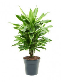 Dračinec vonný, Dracaena fragrans Golden Coast, průměr květináče 21 cm
