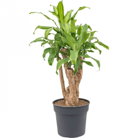 Dračinec vonný, Dracaena fragrans Massangeana, 2 výhony, průměr květináče 17 cm