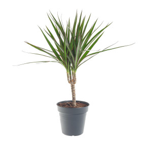 Dračinec vroubený, Dracaena marginata, 1 výhon, průměr květináče 12 cm