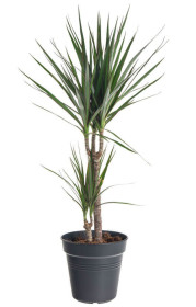 Dračinec vroubený, Dracaena marginata, 2 výhony, průměr květináče 17 cm