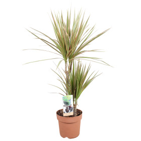 Dračineč vroubený, Dracaena marginata Bicolor, 2 výhony, průměr květináče 17 cm