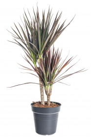 Dračinec vroubený, Dracaena marginata Magenta, 2 výhony, průměr květináče 17 cm