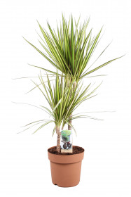 Dračinec vroubený, Dracaena marginata Sunray, 2 výhony, průměr květináče 17 cm