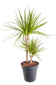 Dračinec vroubený, Dracaena marginata Sunray, 2 výhony, průměr květináče 21 cm