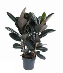 Ficus elastica 'Abidjan'