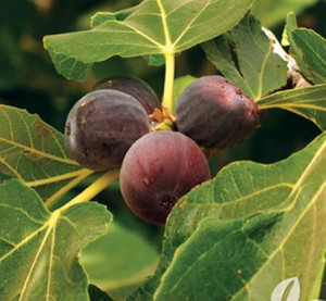 Fíkovník, Ficus carica Brown Turkey, velikost kontejneru 10 l