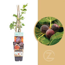 Fíkovník, Ficus carica Brown Turkey, velikost kontejneru 2 l