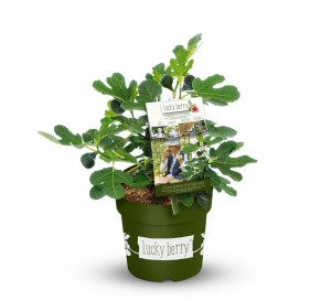 Fíkovník, Ficus carica Luckyberry, velikost kontejneru 4.6 l